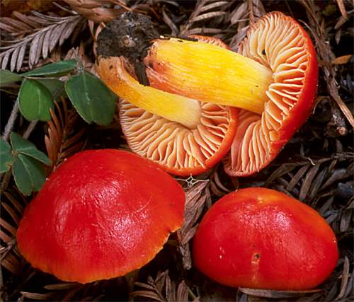 Hygrocybe punicea
